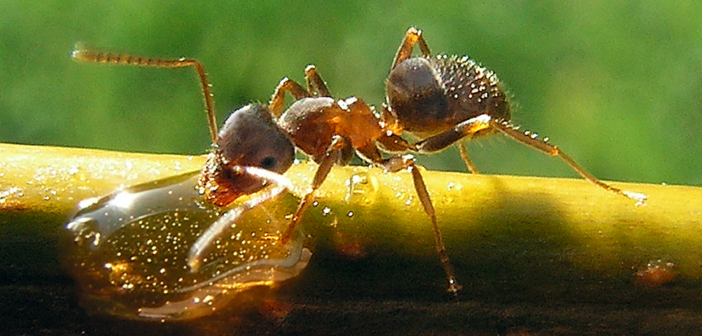 Sulejmani (a.s.) dhe milingonat